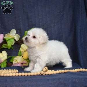 Cottontail (Tiny), Bichon Frise Puppy